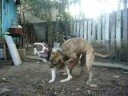 Cachorro de Gaucho!!