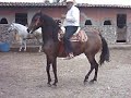 mulata