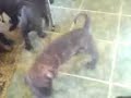 presa canario fighting -puppy- targoviste