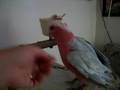 videos de Gypsy my Galah