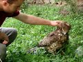 Yaralı Yılan Kartalı