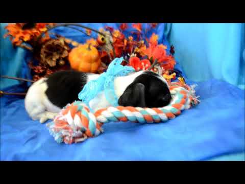 Patches AKC Black White Piebald Miniature Dachshund Puppy for sale.