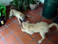 LILA la sharpei de Jimena nos visita  3