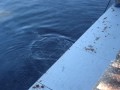 #1 SALMON AT BELMONT not MONTROSE HARBOR 102007