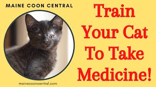 Maine Coon Cat Taking Medicine!