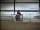 Hickorys Indian Cat For Sale Hickorys Indian Cat For Sale
