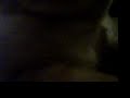 WTF CATS WTF CATS