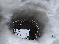 14\" jumbo  yellow perch/ ice fishing 3-1-08