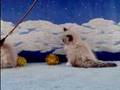 Doll Face Bicolor Himalayan Persian Kittens at Play