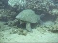 HONU DISPLACEMENT --Hawaiian green tuirtle behavior --Displa HONU DISPLACEMENT --Hawaiian green tuirtle behavior --Displa
