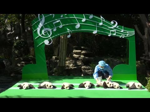 Chengdu/China: Zwölf Panda-Babys in Chengdu-City vorgestellt
