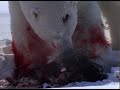 Polar Bear Attacks Ring Seal