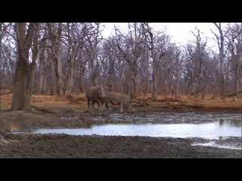 Rhino's and Quelea