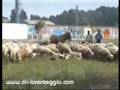 PECORE A CESANO BOSCONE