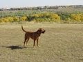 Bullmastiff video
