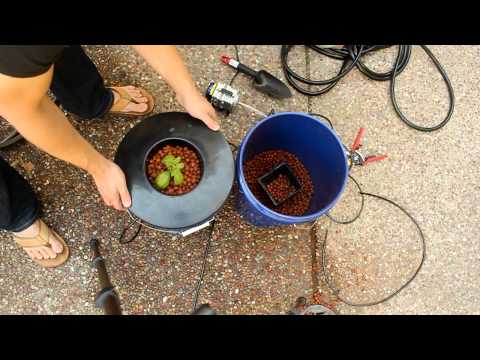 how to transplant clones
