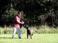 Boerboel video