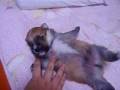 子犬
