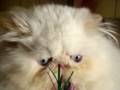 videos de 2 SANFRANCESCO ELMER LOVER BOY