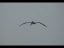 Pelican Flight and Feast