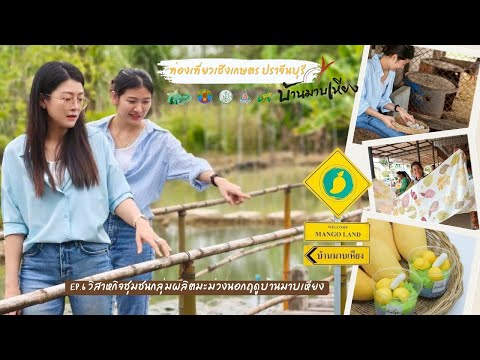 EP6 มะม่วงนอกฤดูบ้านมาบเหียง อำเภอศรีมหาโพธิ