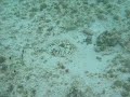 Sting Ray