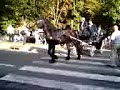 Lodi, sfilata di carrozze e cavalli in citt� parte I