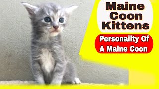 Maine Coon Kittens - Personality of Maine Coon