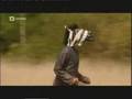Neveneffecten - Wildlifecompilatie