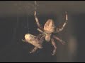 Barn Spider Eating a moth Barn Spider Eating a moth