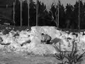 hyper astonishing kidz animals girlz iraq famous xmas comedy