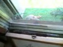 Eichhörnchen auf der Fensterbank Eichhörnchen auf der Fensterbank