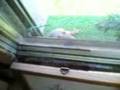 Eichhörnchen auf der Fensterbank