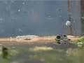 My tadpole became a frog