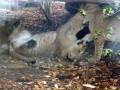 videos de Lion cubs playing in the rain