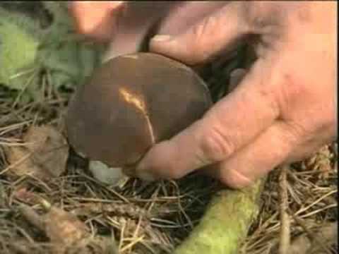 mushroom - http://www.EatWeeds.co.uk - Excerpts from Peter Jordan's The Collectors' Guide to Wild Mushrooms DVD.