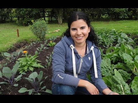 how to start your own vegetable patch