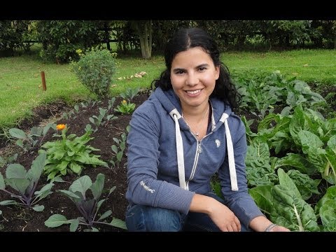 how to start your own vegetable patch