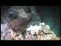 videos de CUTTLEFISH