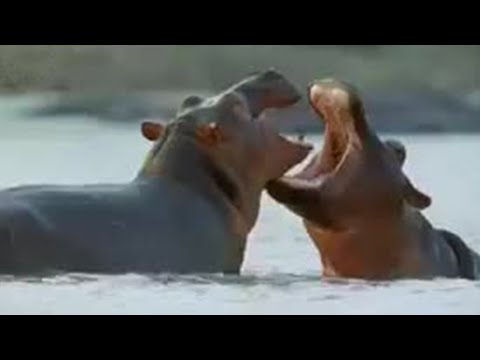 hippo