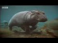 How hippos manage their young - cute baby animals - BBC wildlife How hippos manage their young - cute baby animals - BBC wildlife