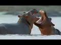How hippos manage their young - cute baby animals - BBC wildlife