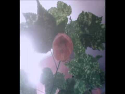 how to fertilize abutilon