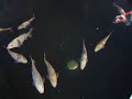 Cha Utsuri Koi 2 Cha Utsuri Koi 2