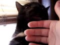 Devil Cat Devil Cat
