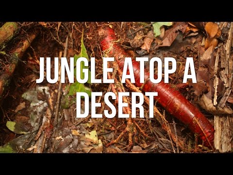 Jungle atop a desert