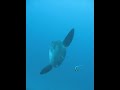Mola, Crystal Bay, Bali