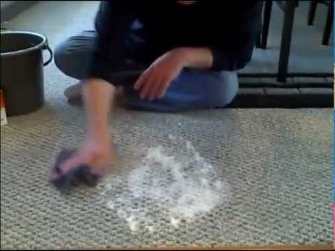 how to remove dog urine smell from a carpet