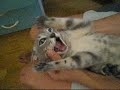 crazy cat djurdja crazy cat djurdja