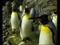Diergaarde Blijdorp commercial